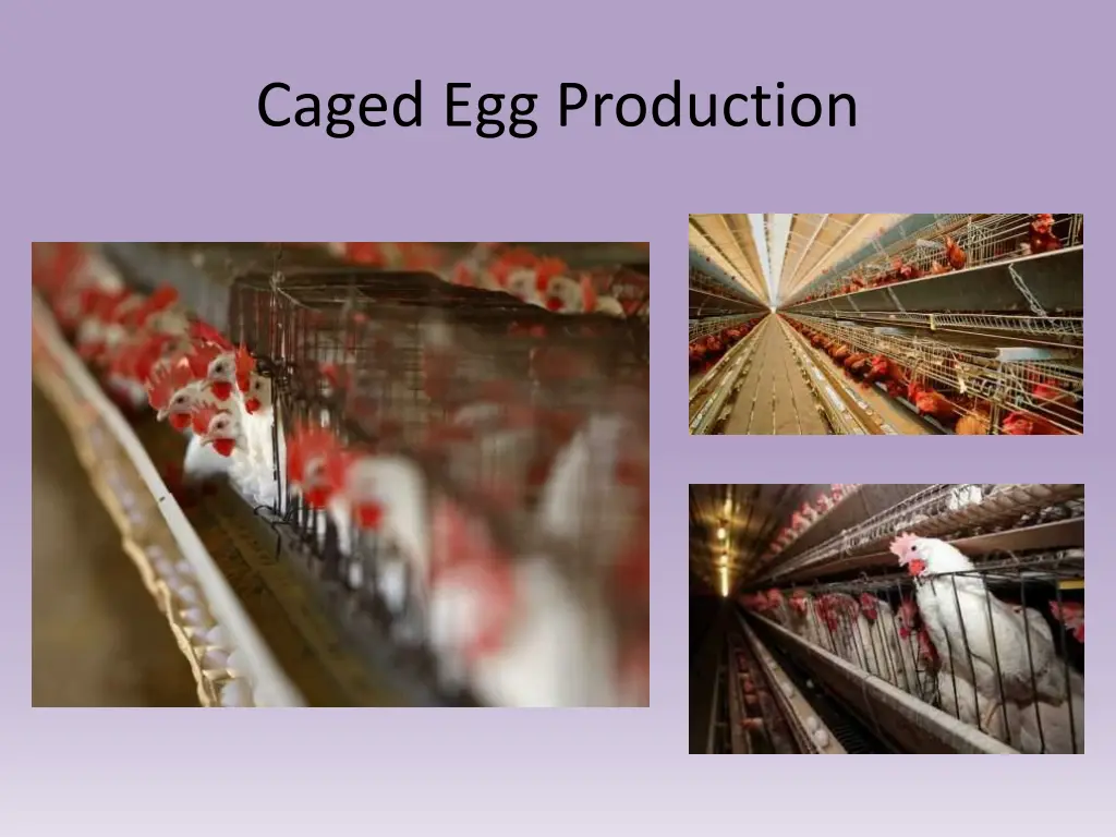 caged egg production