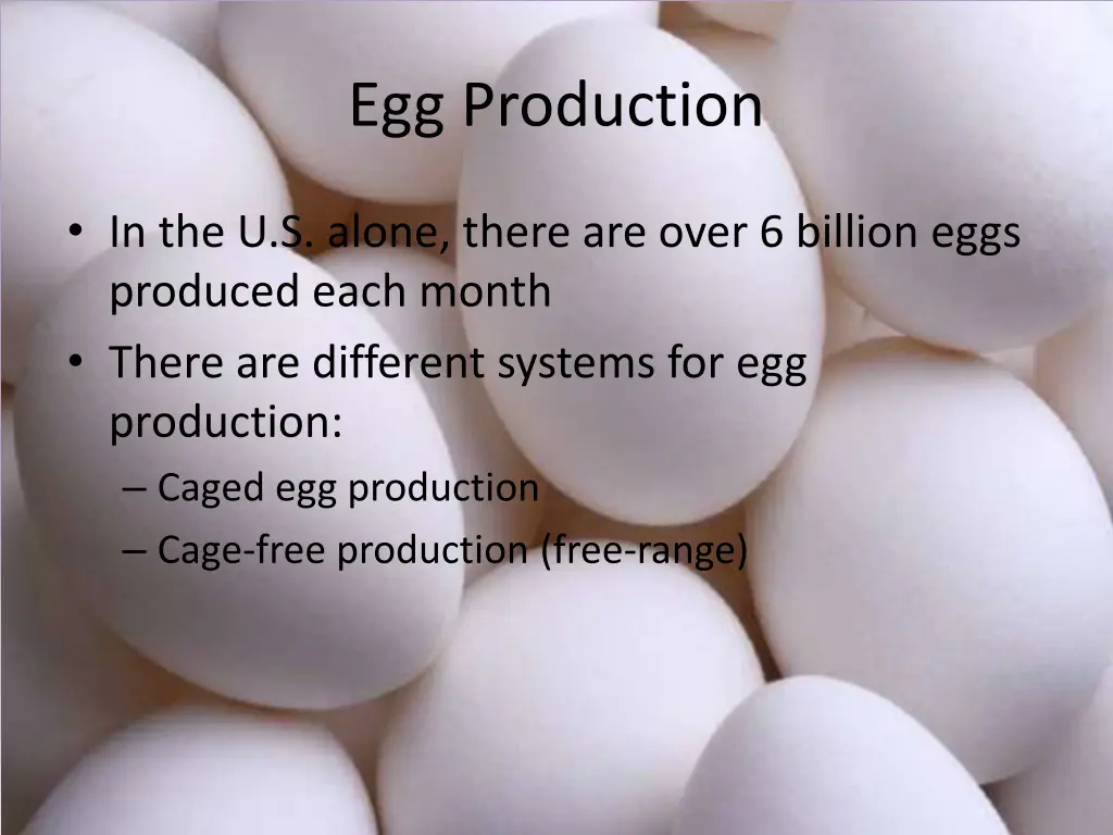 egg production