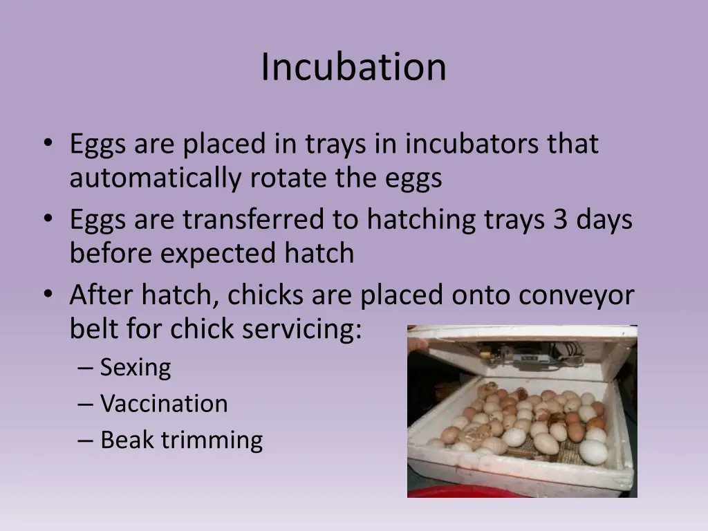 incubation