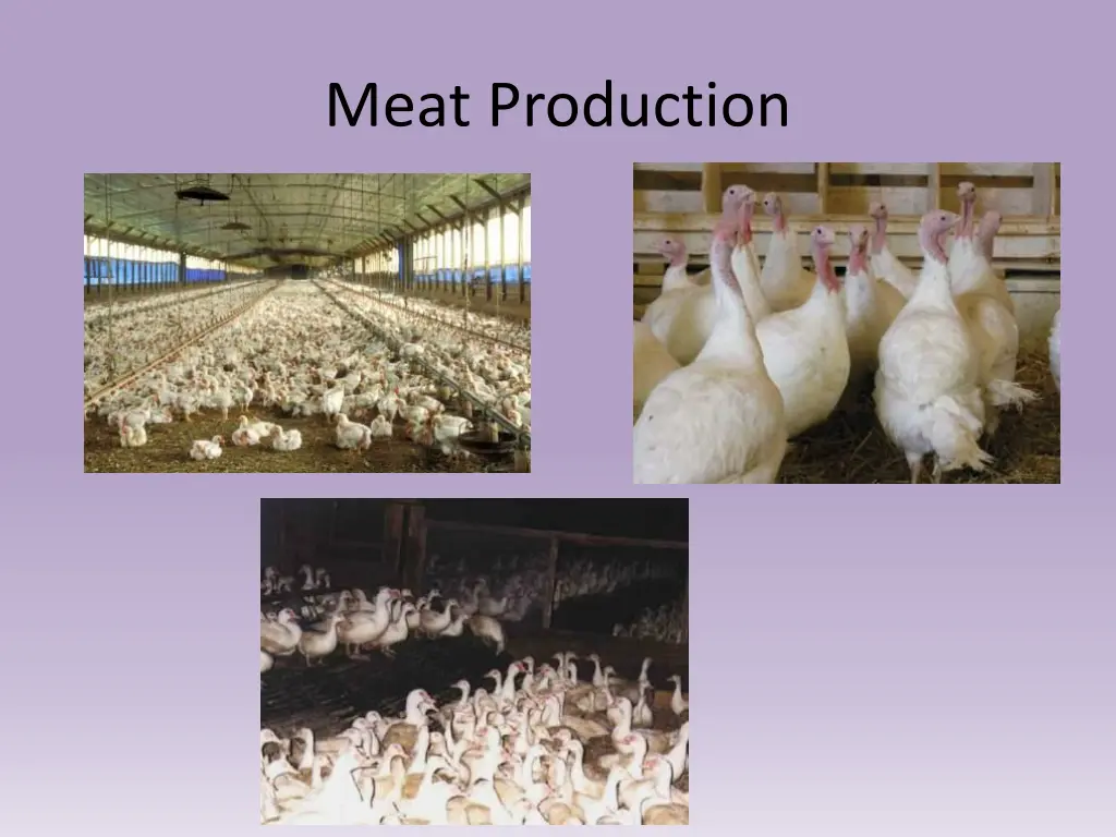 meat production 1