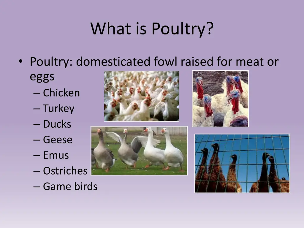 what is poultry