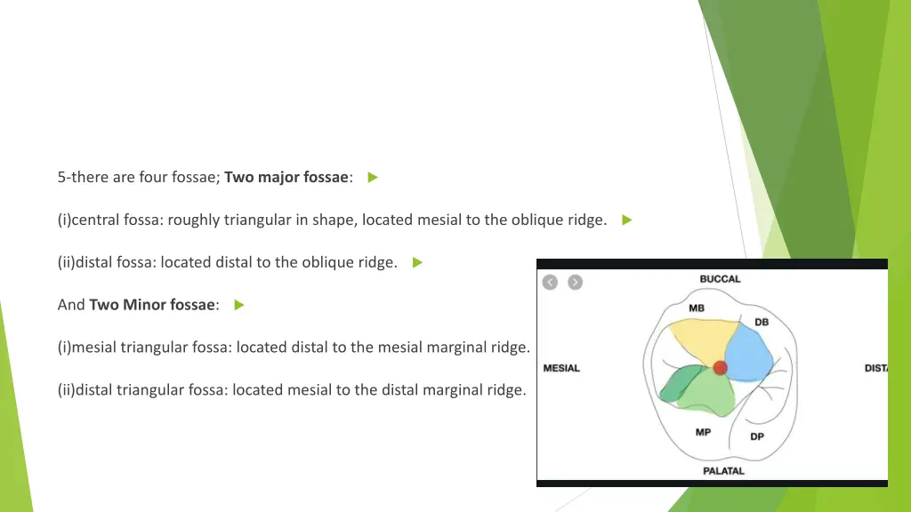 5 there are four fossae two major fossae