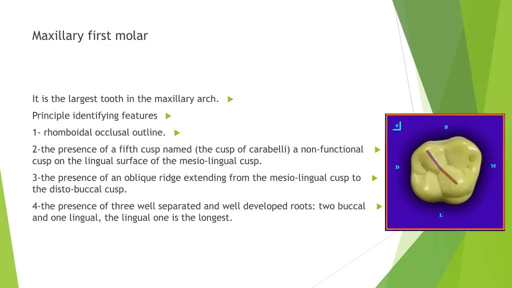 maxillary first molar