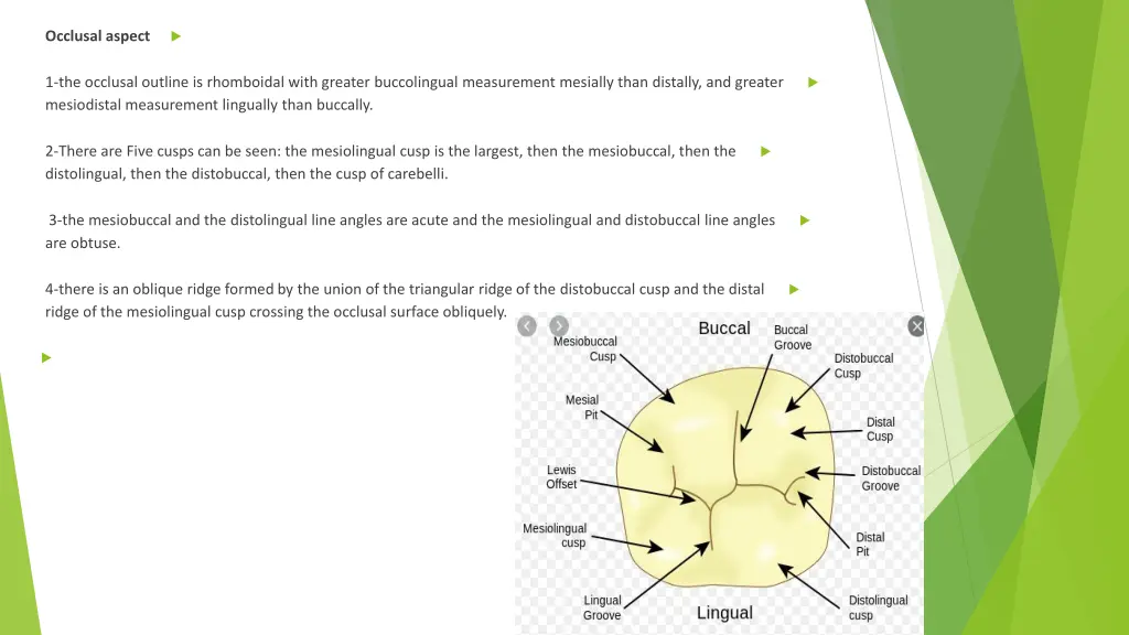 occlusal aspect