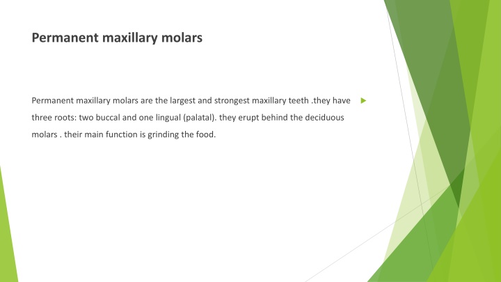 permanent maxillary molars