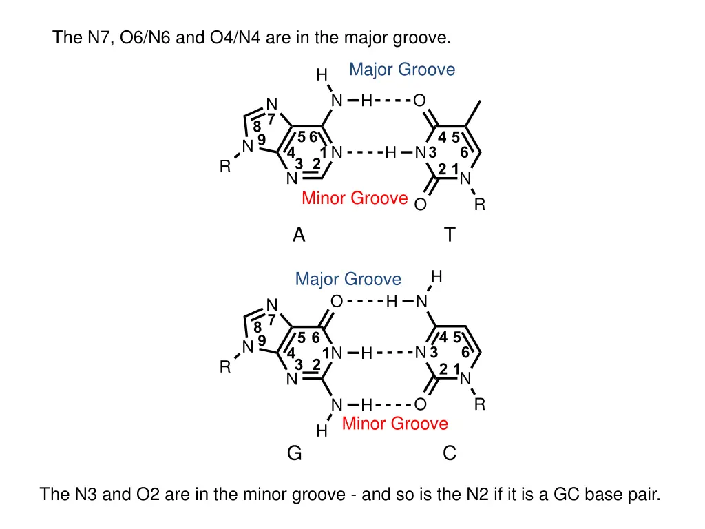 the n7 o6 n6 and o4 n4 are in the major groove