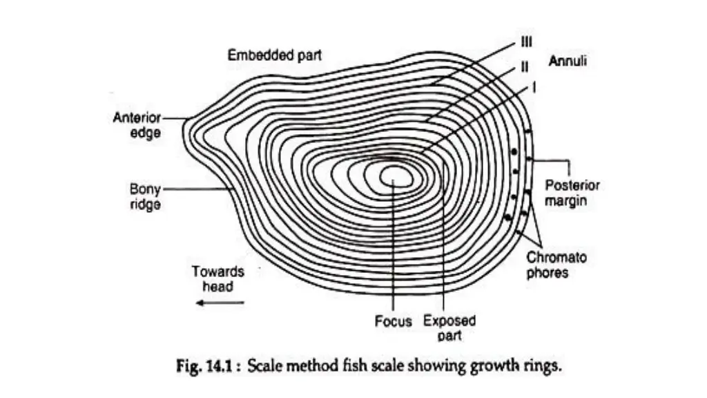 scale method fish scale showing growth rings