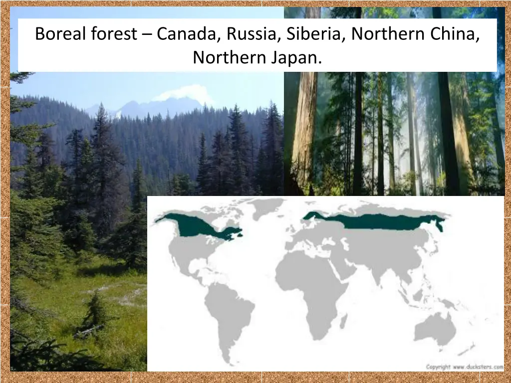 boreal forest canada russia siberia northern china