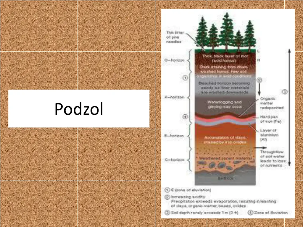 podzol