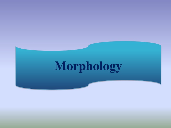 morphology