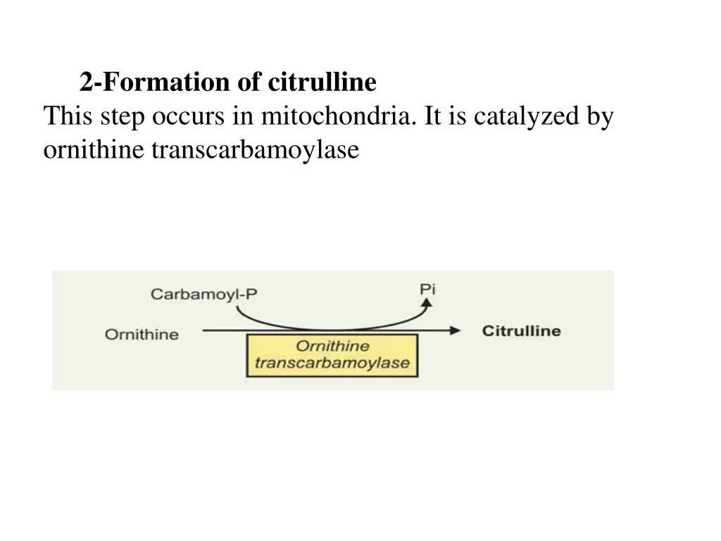 2 formation of citrulline this step occurs