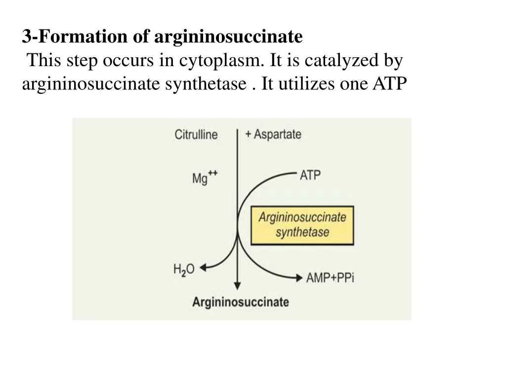 3 formation of argininosuccinate this step occurs