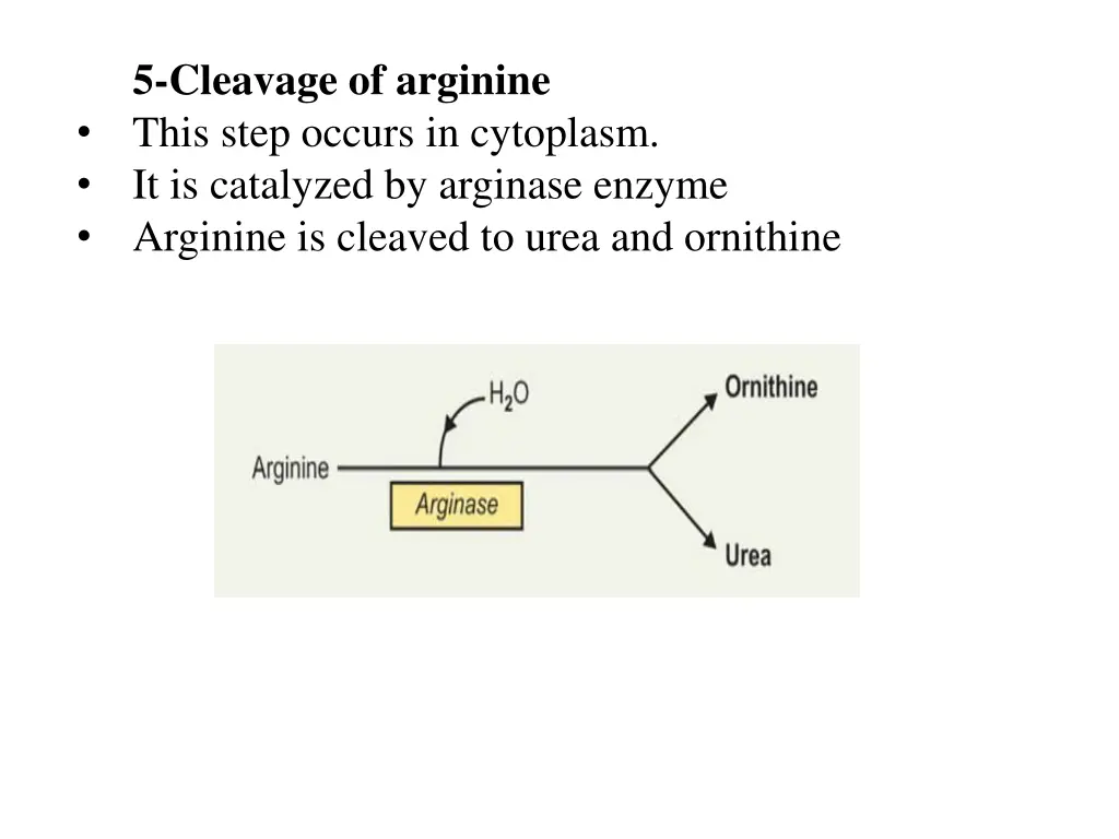 5 cleavage of arginine this step occurs