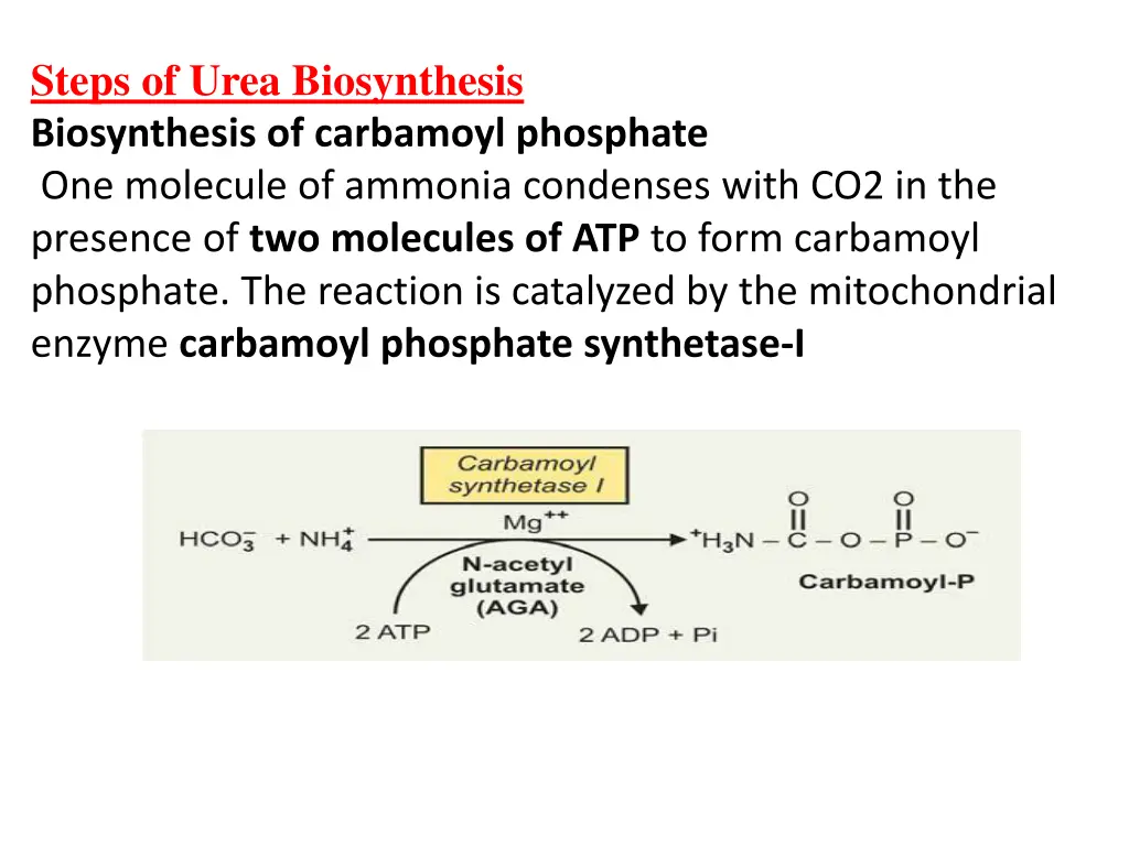 steps of urea biosynthesis biosynthesis