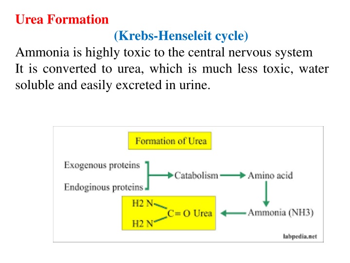 urea formation krebs henseleit cycle ammonia