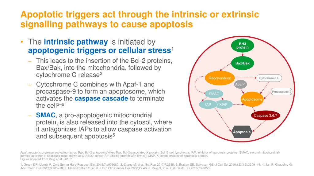 apoptotic triggers act through the intrinsic