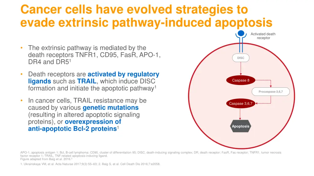 cancer cells have evolved strategies to evade