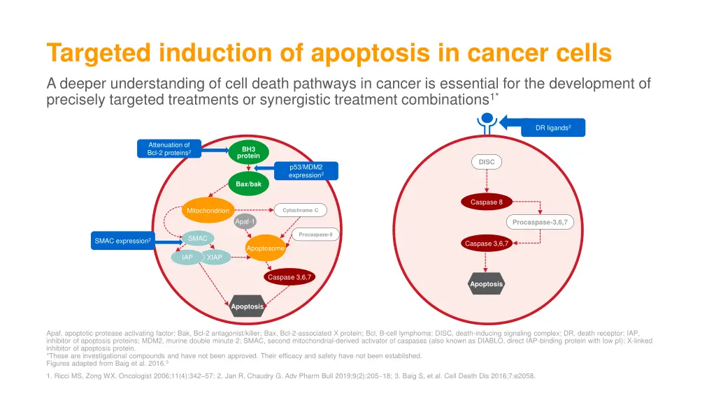 targeted induction of apoptosis in cancer cells