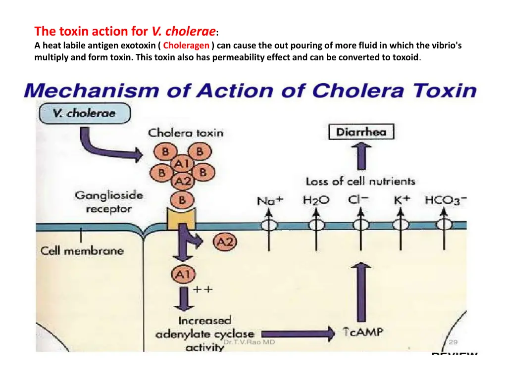 the toxin action for v cholerae a heat labile