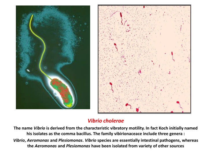 vibrio cholerae