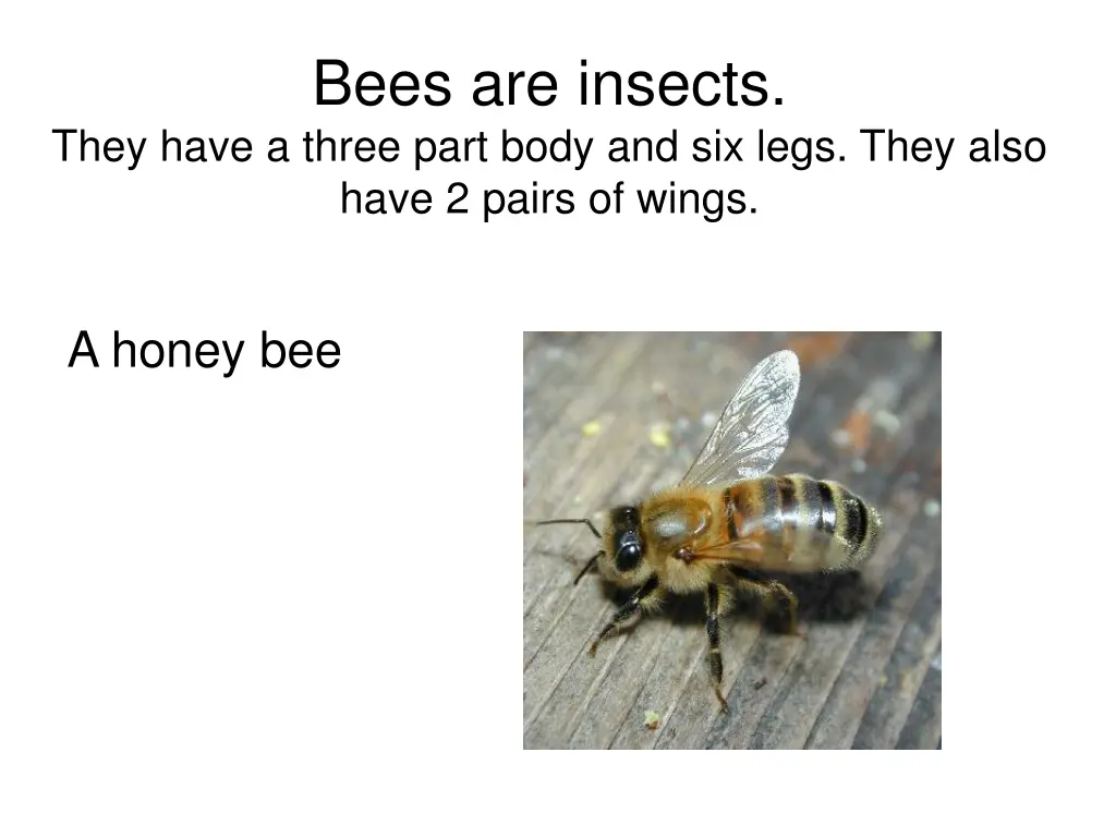 bees are insects