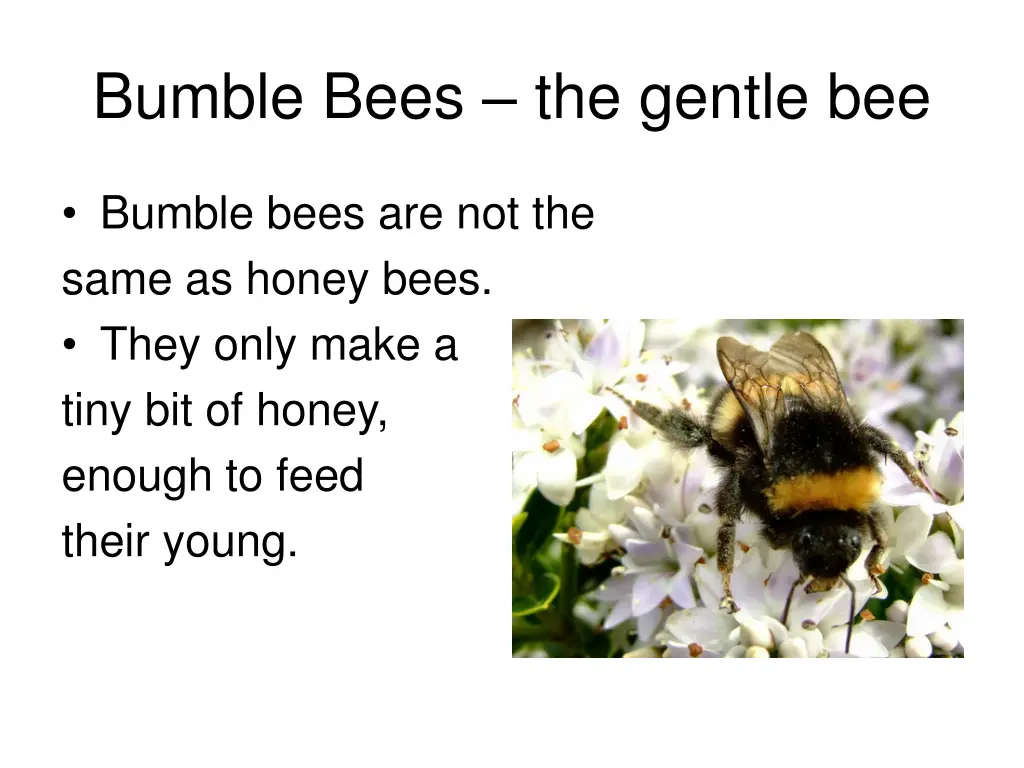 bumble bees the gentle bee