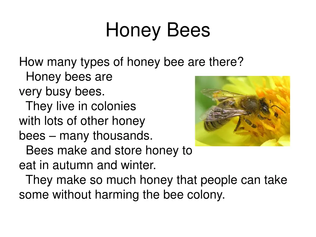 honey bees