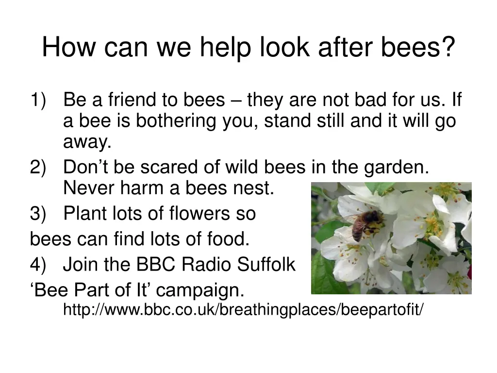 how can we help look after bees