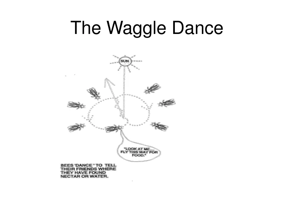 the waggle dance