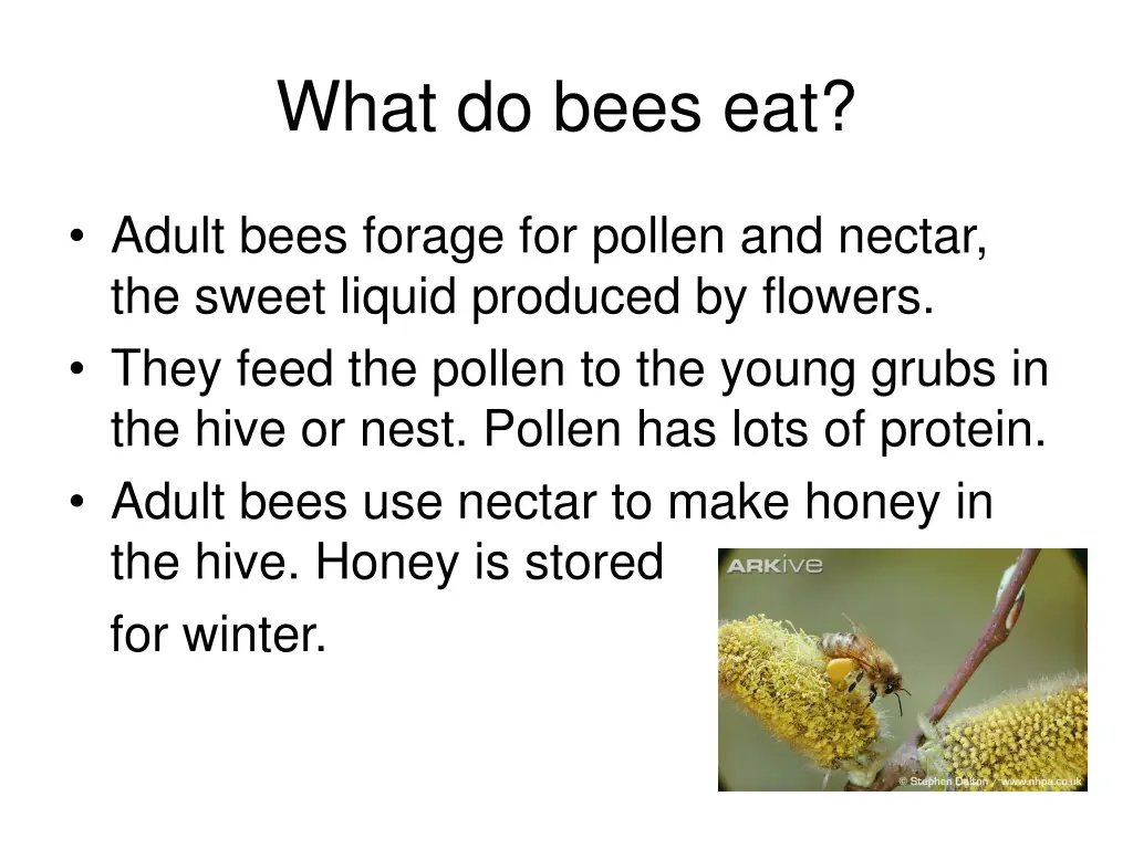 what do bees eat