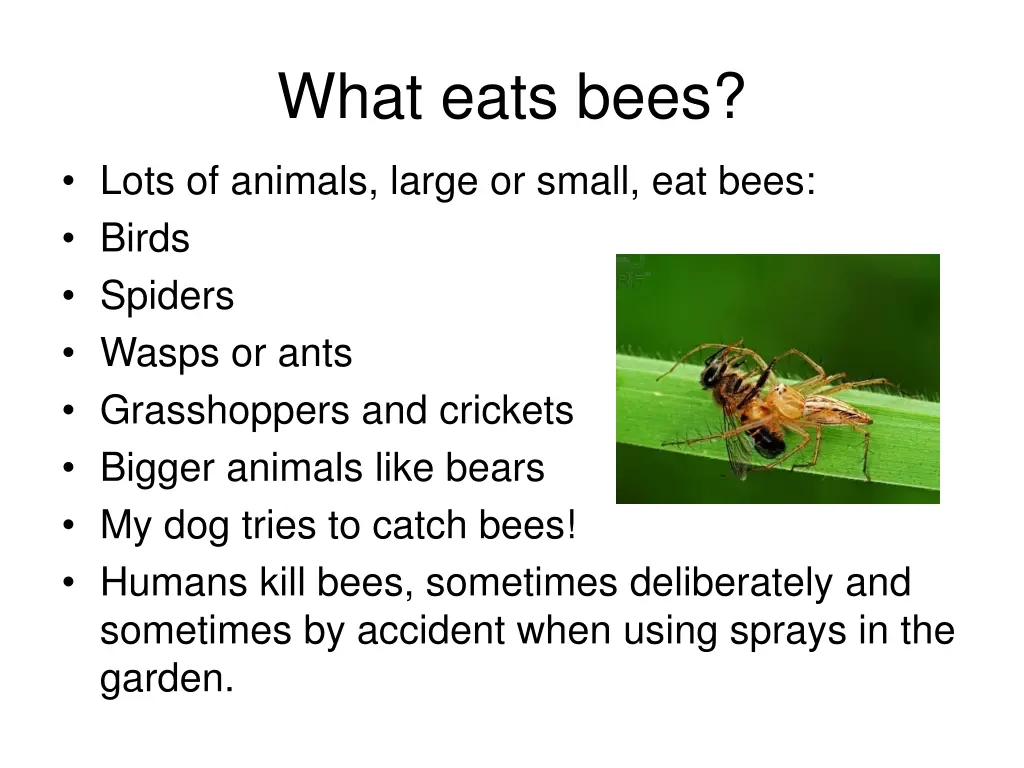 what eats bees