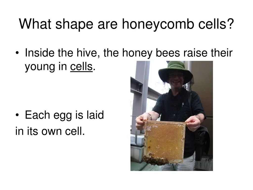 what shape are honeycomb cells