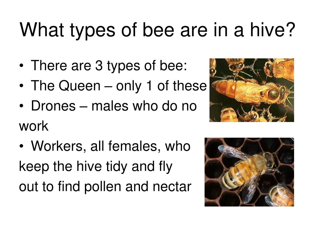 what types of bee are in a hive