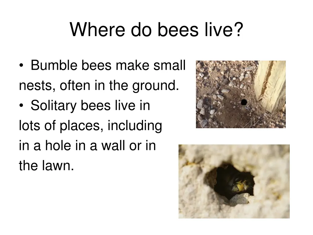 where do bees live 1