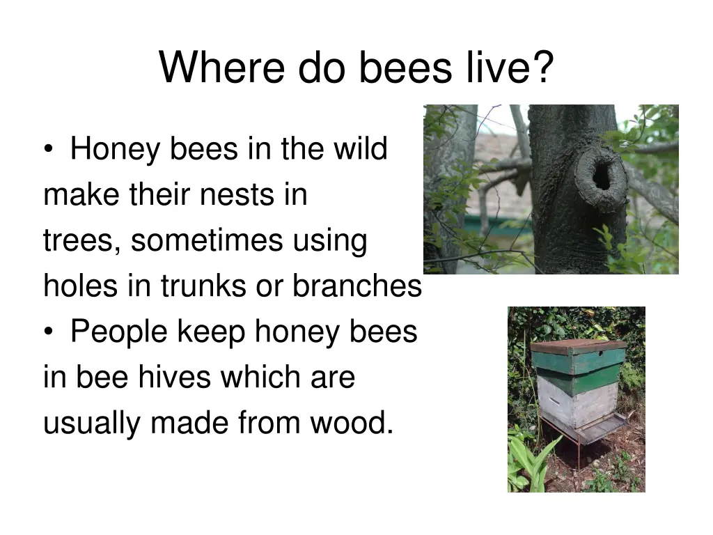 where do bees live