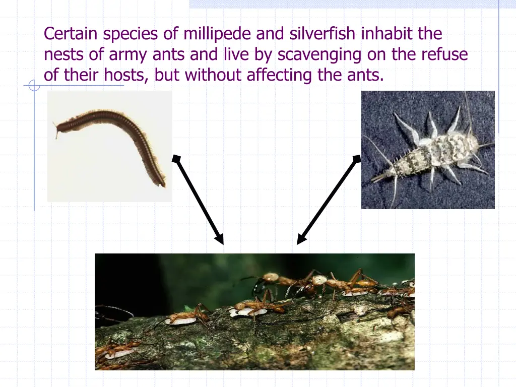 certain species of millipede and silverfish