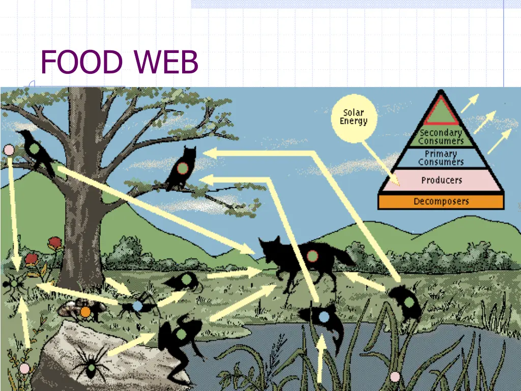 food web