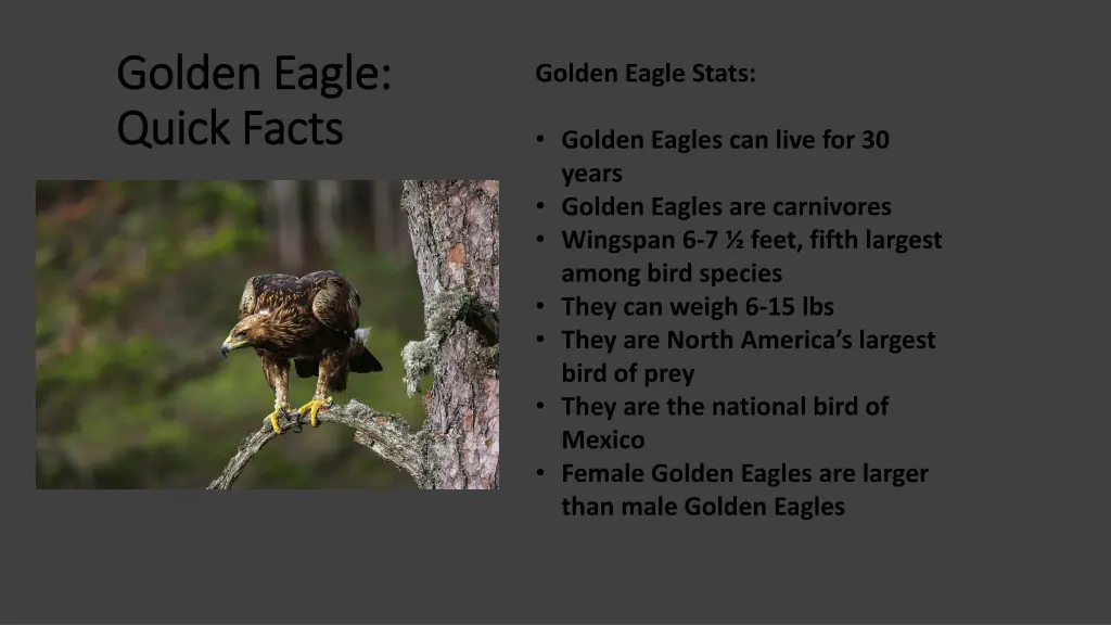 golden eagle golden eagle quick facts quick facts