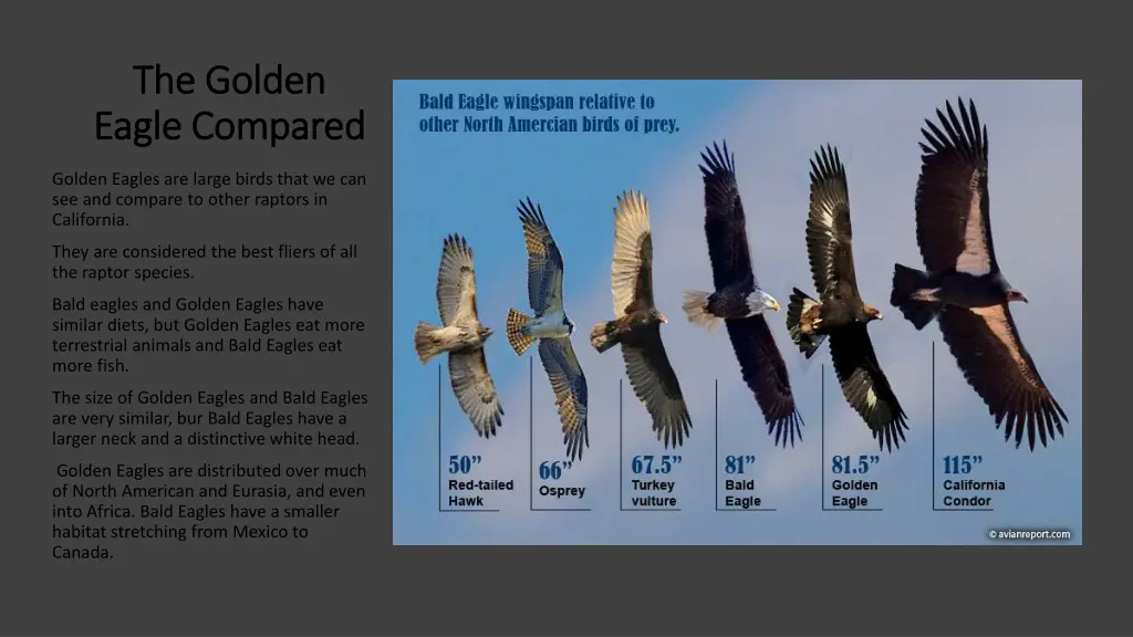 the golden the golden eagle compared eagle