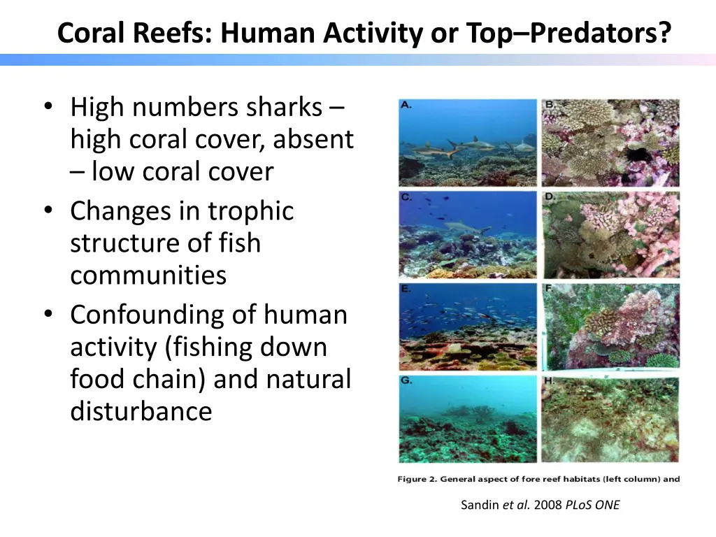 coral reefs human activity or top predators