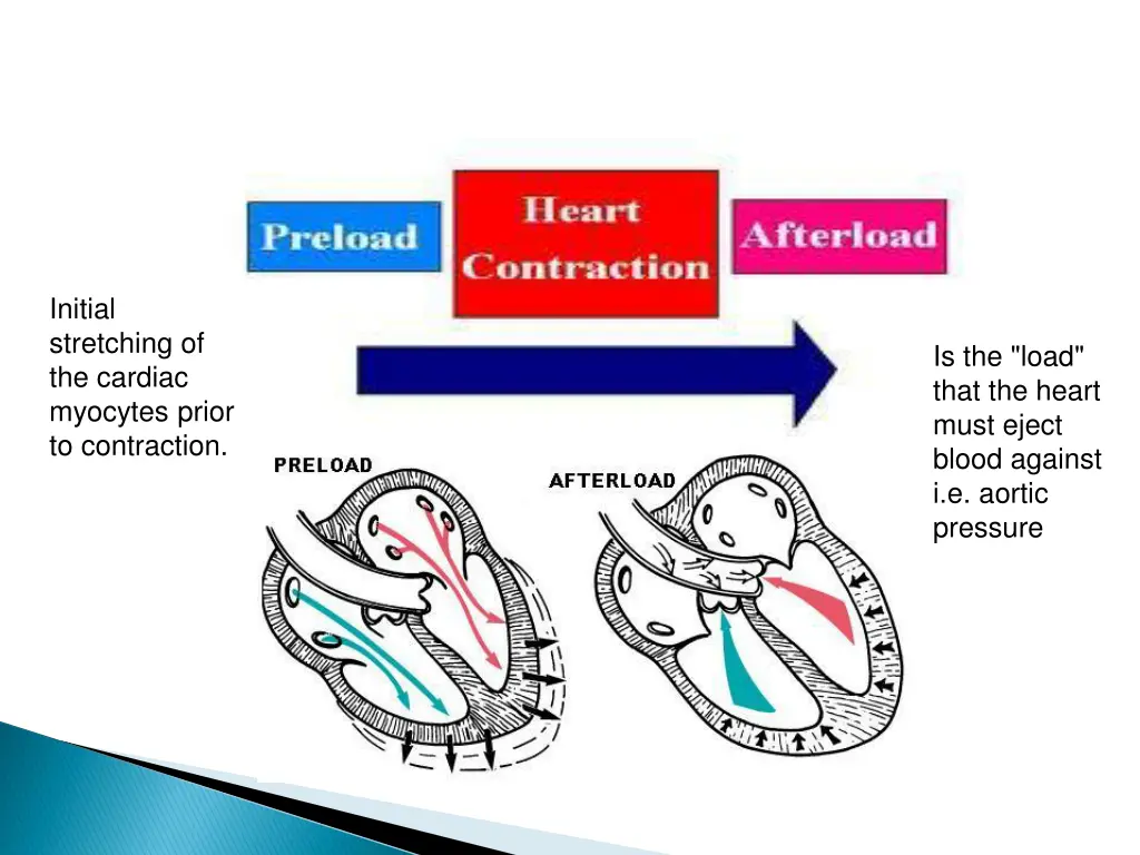 initial stretching of the cardiac myocytes prior