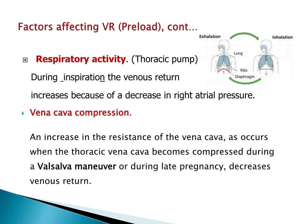 respiratory activity thoracic pump