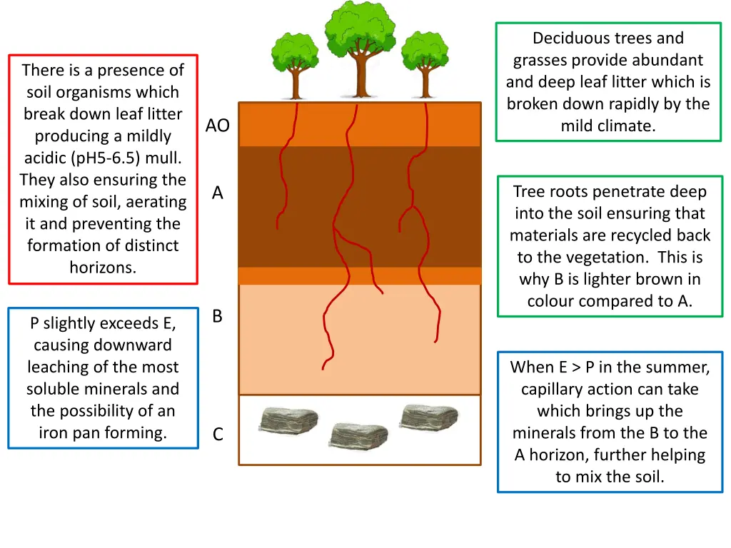 deciduous trees and grasses provide abundant