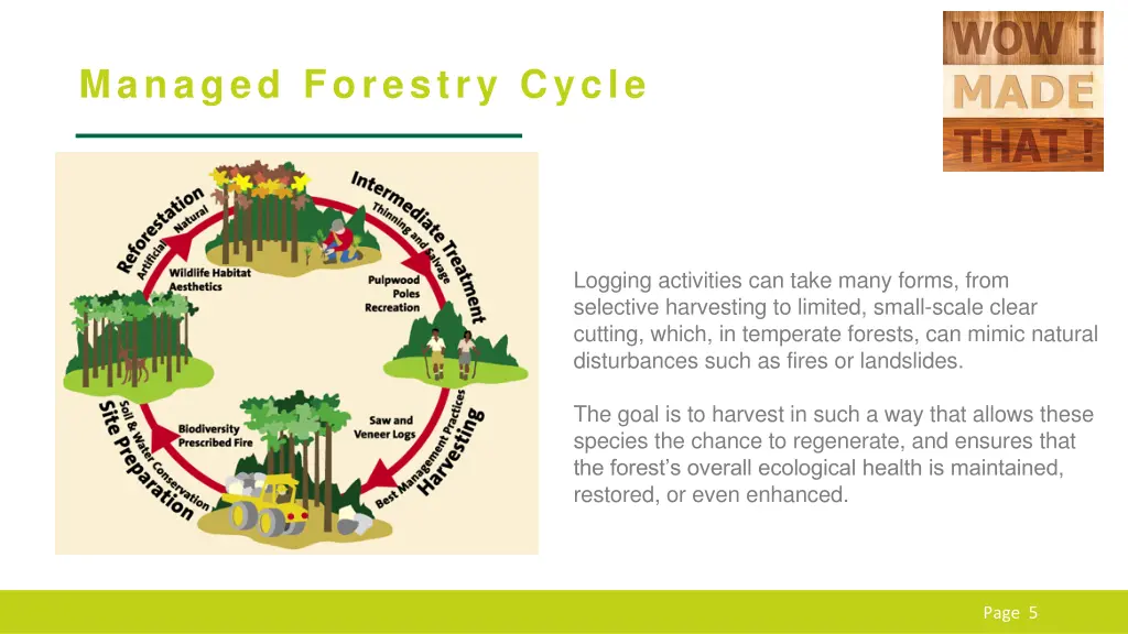 managed forestry cycle