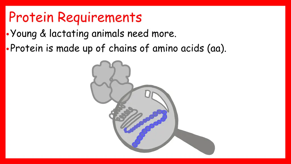 protein requirements young lactating animals need