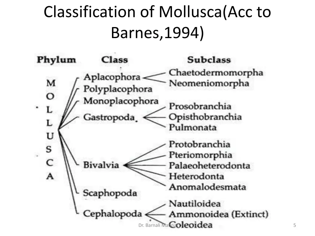 classification of mollusca acc to barnes 1994