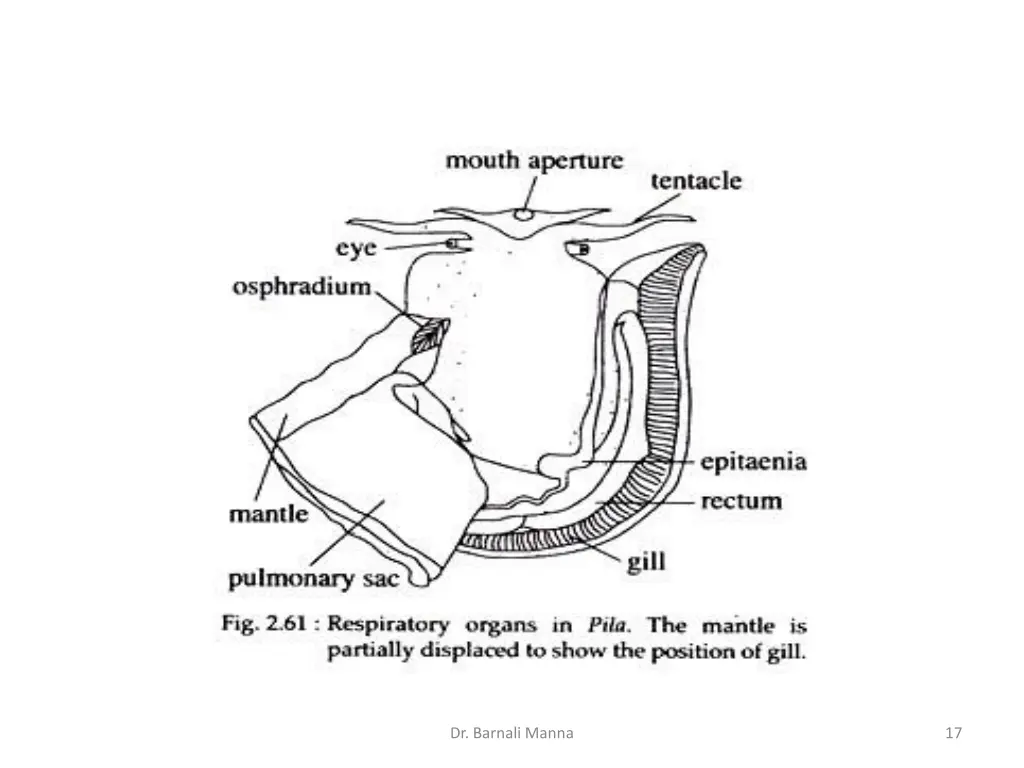 dr barnali manna 2