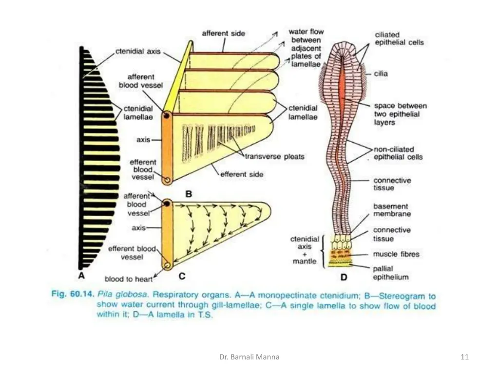 dr barnali manna