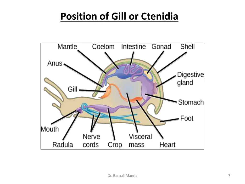 position of gill or ctenidia