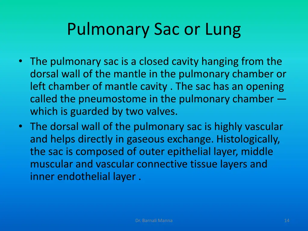 pulmonary sac or lung